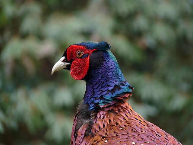 Pheasant @ Kew