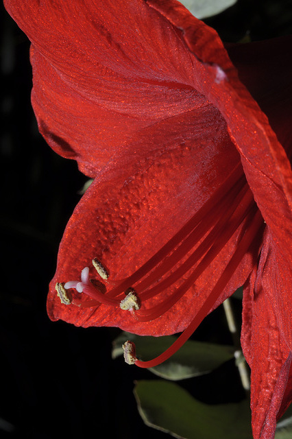 Amaryllis1