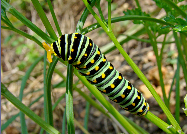 Black Swallowtail Caterpillar