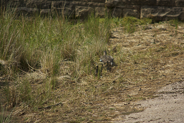 Mallard and ducklings