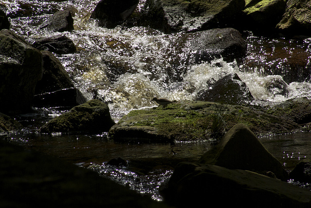 Common Sandpiper