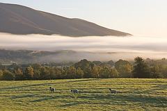 Sheep below Skiddaw's shoulder