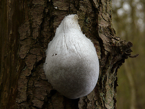 Slime Mold