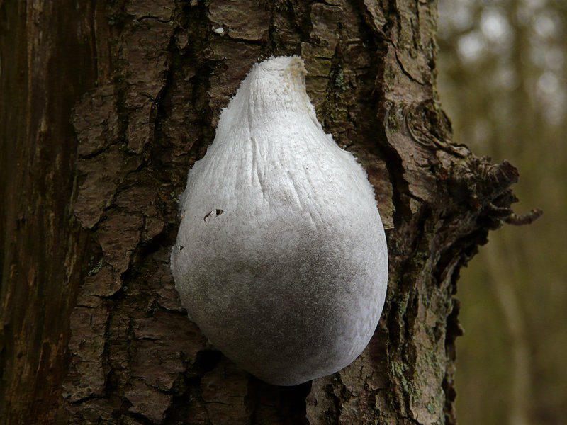 Slime Mold