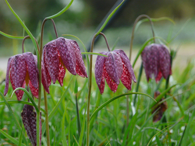 Snake's Head Fritillary Purple @ Kew