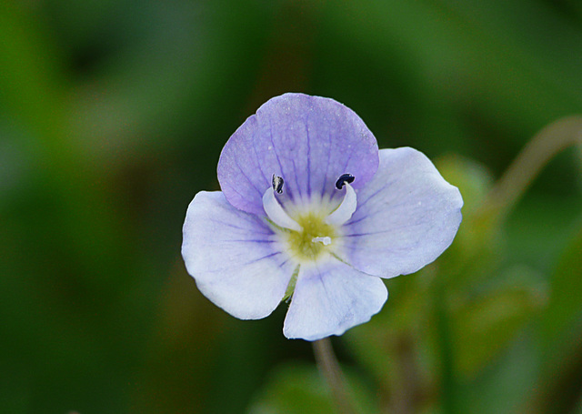 Germander Speedwell