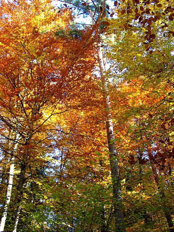 Herbstzauber