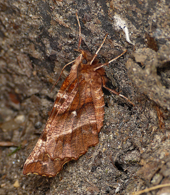 Early Thorn -Side