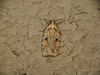 Agonopterix arenella