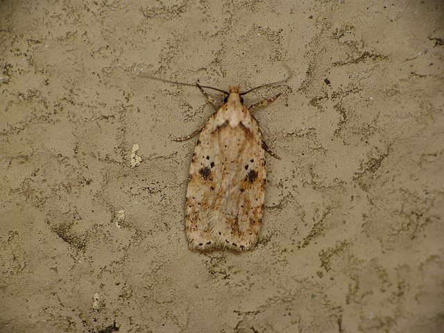 Agonopterix arenella