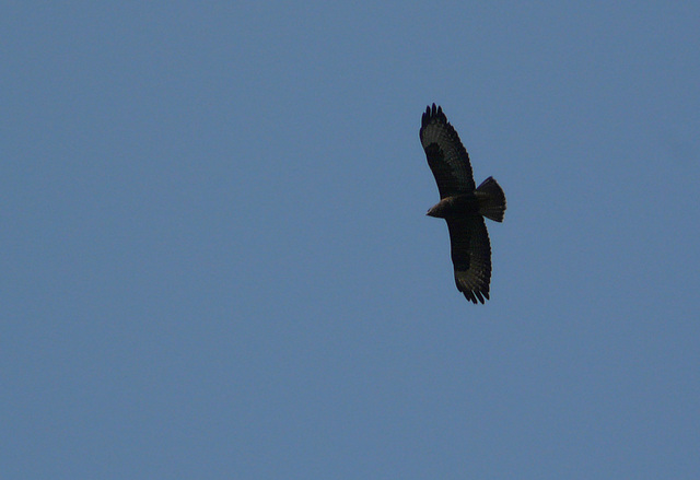 Buzzard @ Kew