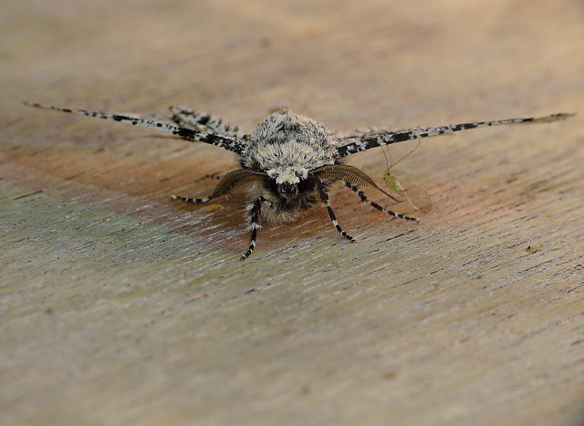 Peppered Moth Male Face