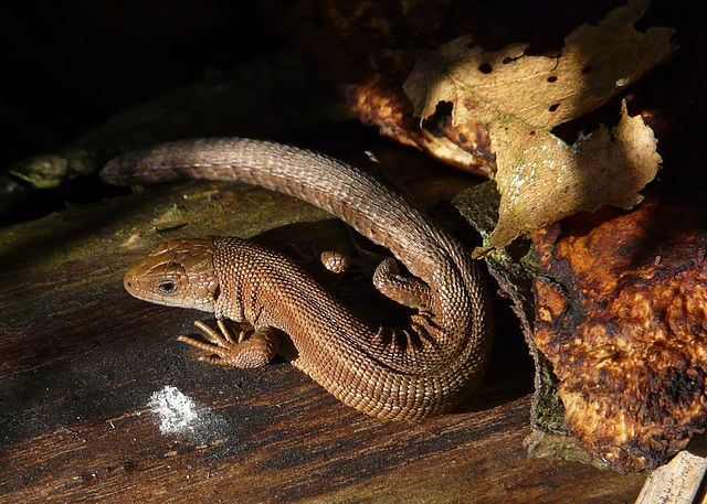 Common Lizard