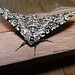 Peppered Moth Female Top