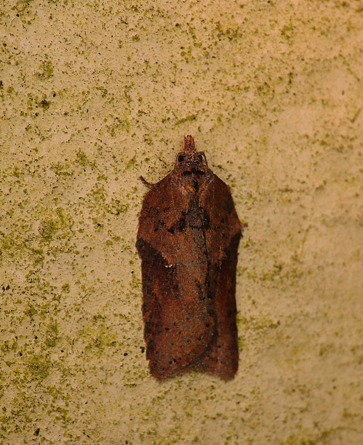 Acleris cristana