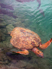 Turtle in the Hon Mun Vietnam’s marine sanctuary