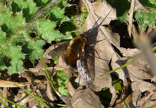 Bee Fly - More Rare One