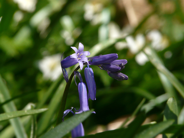 Blue Bells