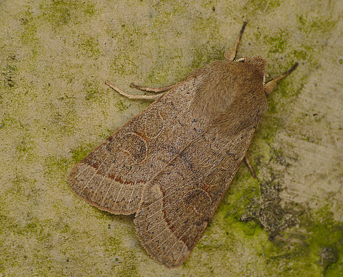 Common Quaker