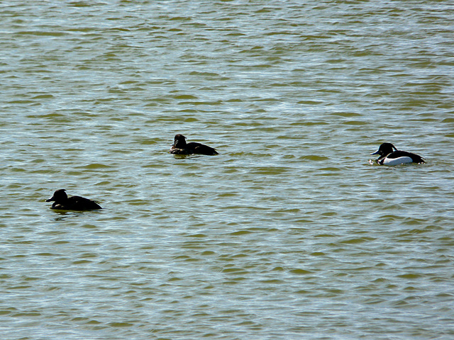 Tufted Ducks