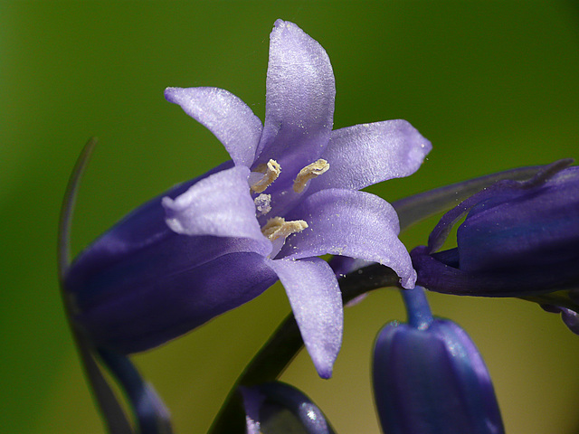 Blue Bell