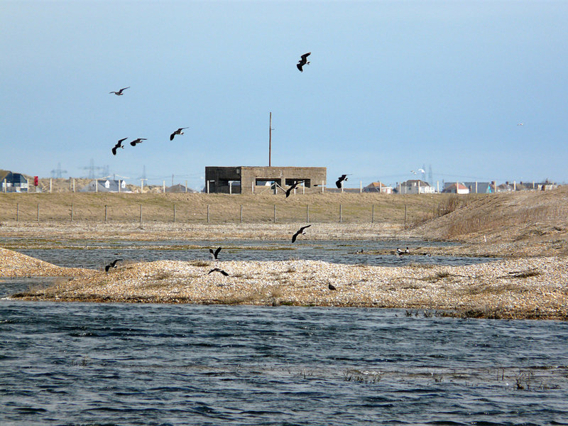 Lapwings