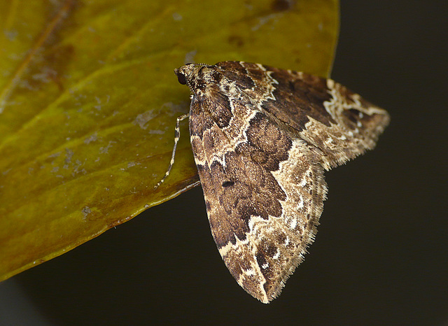 Water Carpet -Side