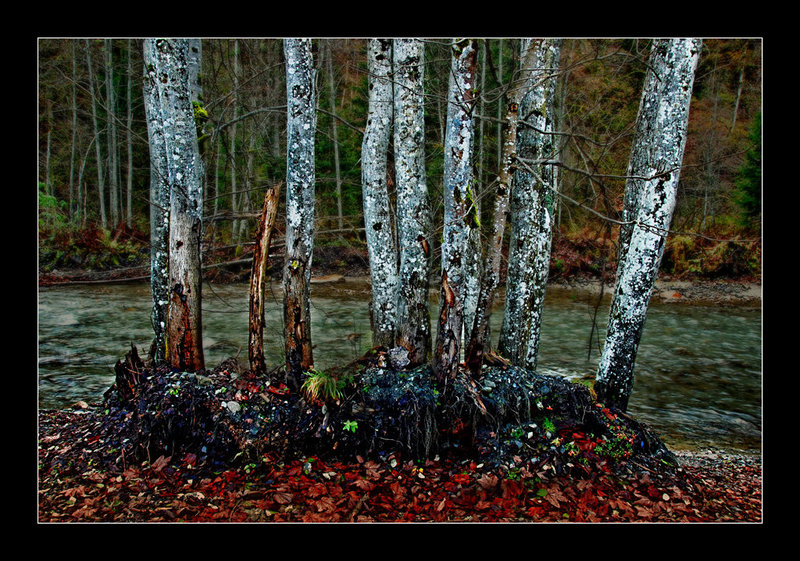 Some simple trees at the river