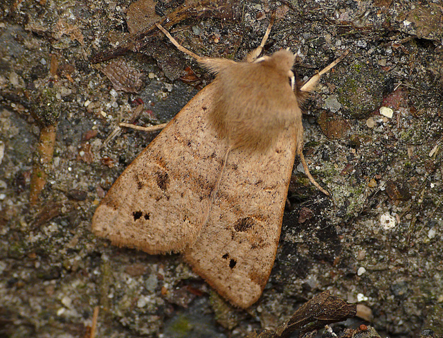 Twin-spotted Quaker
