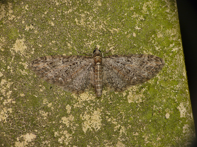 Brindled Pug