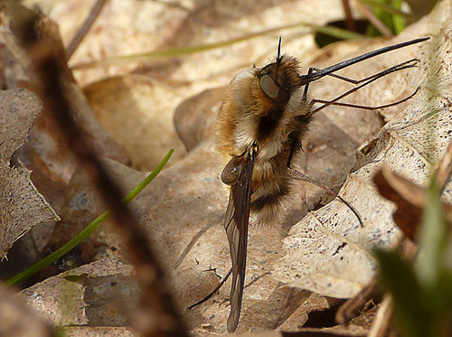 Bee Fly Side