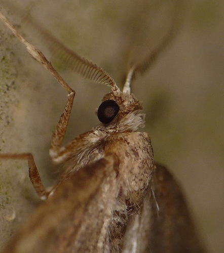 Early Moth -Face