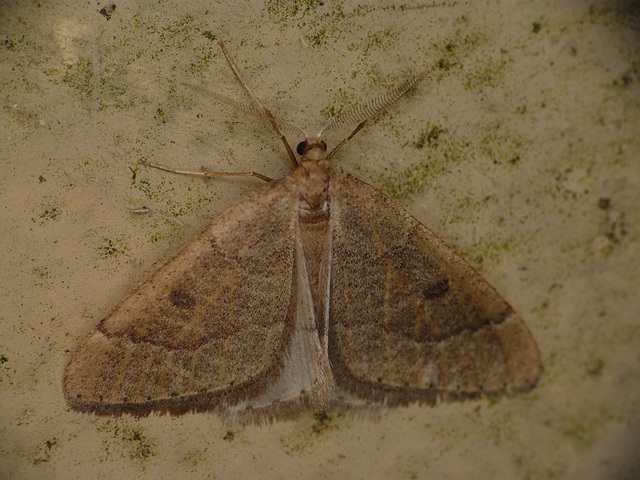 Early Moth