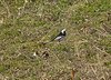 Pied Wagtail