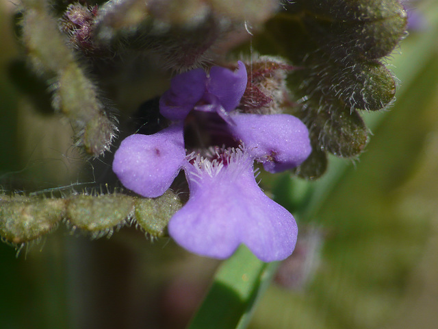 Ground Ivy