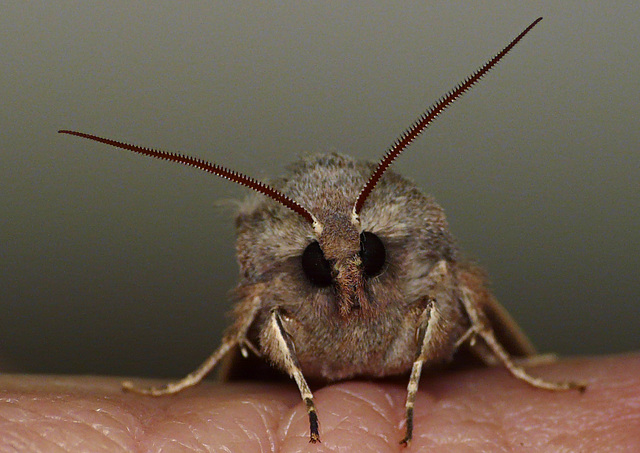 Clouded Drab Close Up & Personal