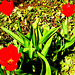 tri ruĝaj tulipoj