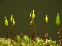 MacroDay Moss