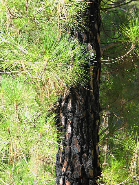 Feuerfeste Rinde - Faszination Natur