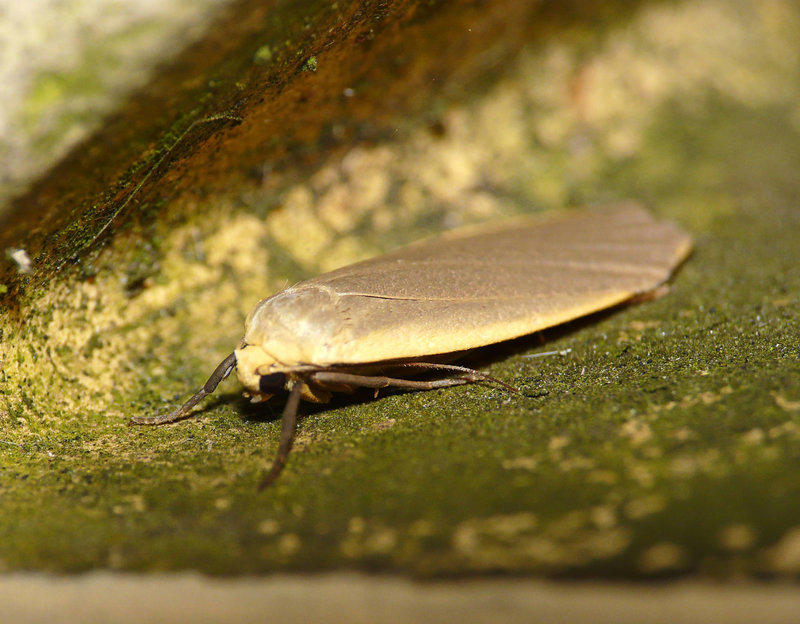 Dingy Footman -Side