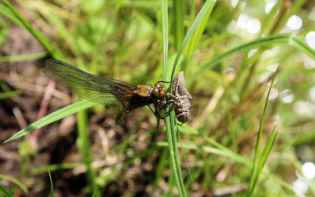 Demoiselle parée pour l'été