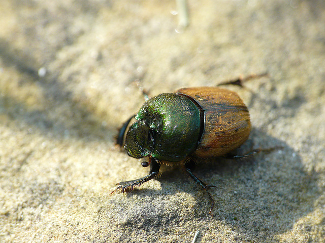 Onthophagus sp.