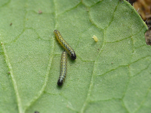 Large White Caterpillars -Medium Sz