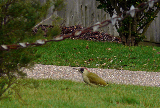 Green Woodpecker