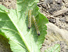 Large White Caterpillars -Large