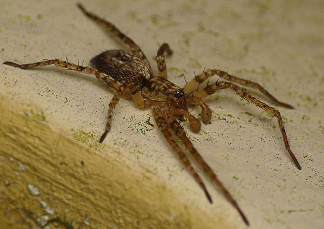 Wolf Spider - Young