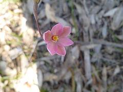 Sun orchid