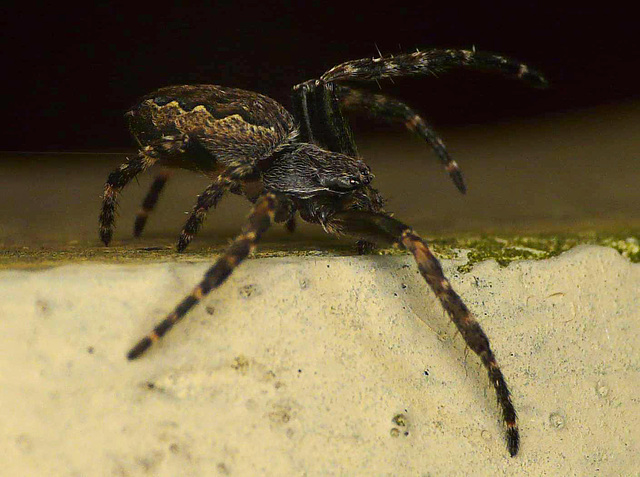 Garden Orb Weaver - Young