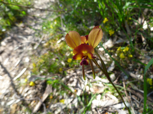 diuris orientis