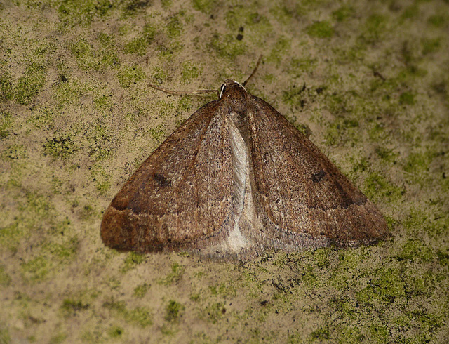 Early Moth 1